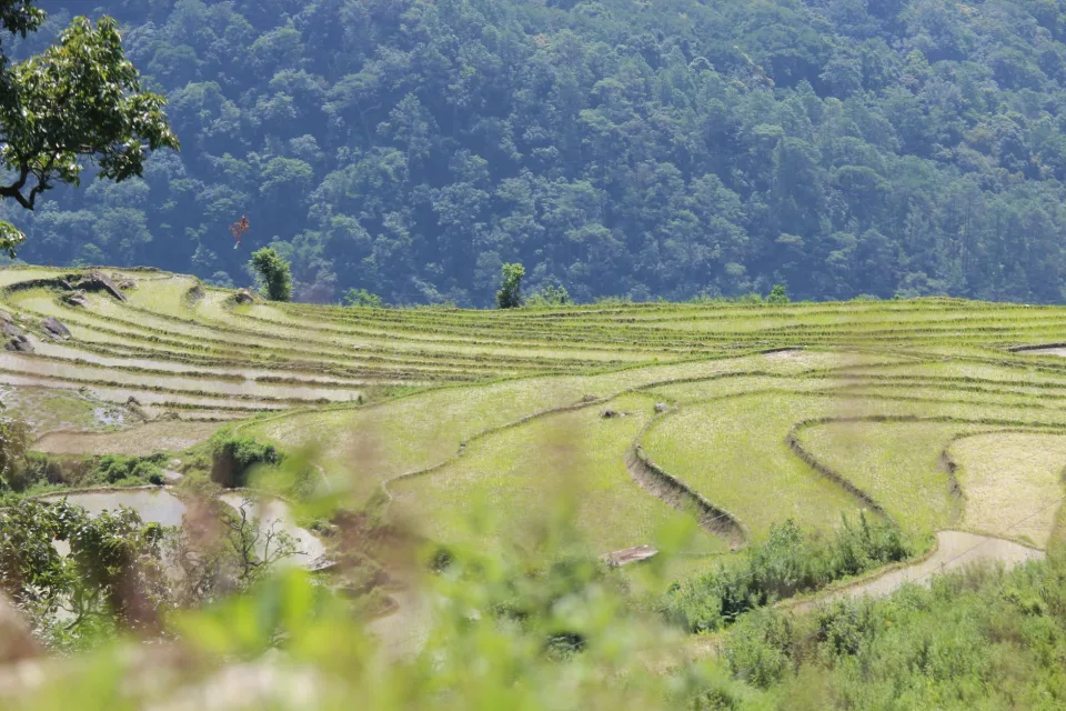 Kho gạo của Bình Dừa
